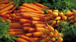 Carota