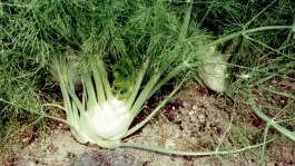 Finocchio