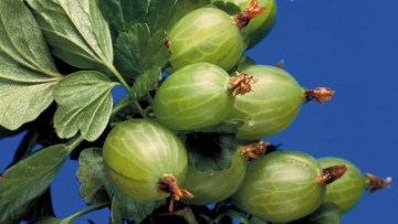 Uva spina