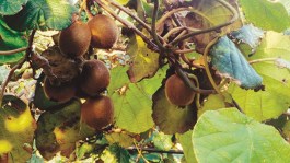Actinidia
