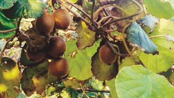 Actinidia