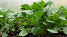 Valerianella