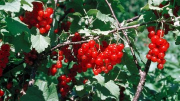 Ribes