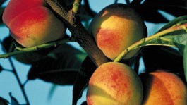 Nettarine