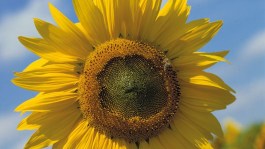 Girasole