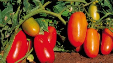 Pomodoro da industria