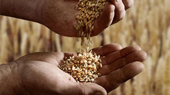 Il più grande lavoro sulla terra progetto per l'agricoltura di BASF Italia Divisione Agro