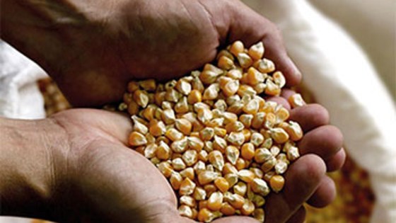 Il più grande lavoro sulla terra progetto per l'agricoltura di BASF Italia Divisione Agro