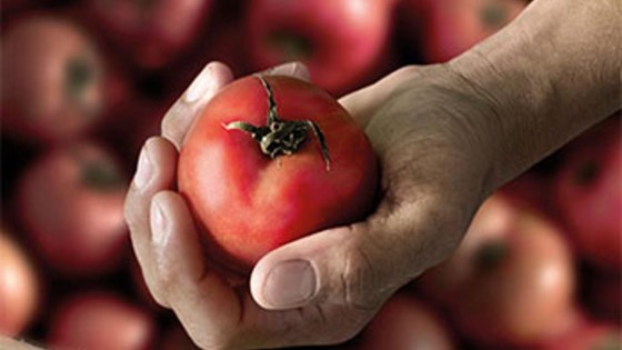 Il più grande lavoro sulla terra progetto per l'agricoltura di BASF Italia Divisione Agro